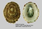 Patella ferruginea